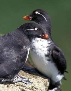 白腹海鹦 / Parakeet Auklet / Aethia psittacula