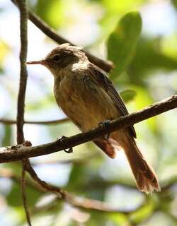 塞岛苇莺 / Seychelles Warbler / Acrocephalus sechellensis