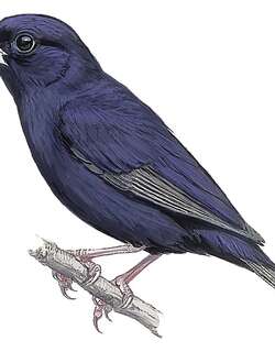 淡翅维达雀 / Wilson’s Indigobird / Vidua wilsoni