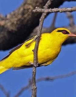 非洲黄鹂 / African Golden Oriole / Oriolus auratus