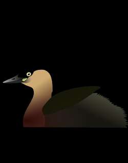 德氏小䴙䴘 / Alaotra Grebe / Tachybaptus rufolavatus