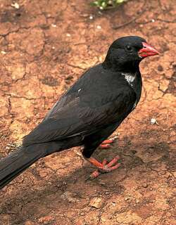红嘴牛文鸟 / Red-billed Buffalo Weaver / Bubalornis niger