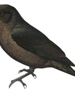 乌鵙鹟 / Sooty Shrikethrush / Colluricincla tenebrosa