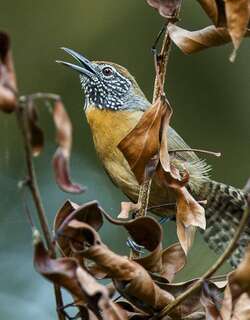 棕胸苇鹪鹩 / Rufous-breasted Wren / Pheugopedius rutilus