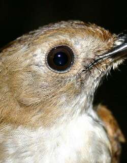 小灰姬鹟 / Little Slaty Flycatcher / Ficedula basilanica