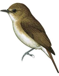 哈氏姬鹟 / Sumba Flycatcher / Ficedula harterti