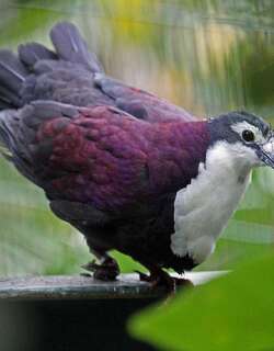 白胸鸡鸠 / White-breasted Ground Dove / Pampusana jobiensis