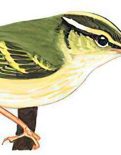 白斑尾柳莺 / Kloss’s Leaf Warbler / Phylloscopus ogilviegranti
