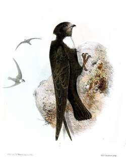 巴西黑雨燕 / Biscutate Swift / Streptoprocne biscutata