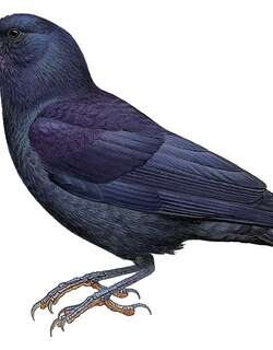 布岛乌鸦 / Bougainville Crow / Corvus meeki