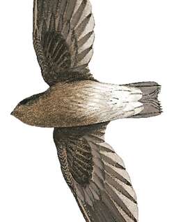 圣多美雨燕 / Sao Tome Spinetail / Zoonavena thomensis