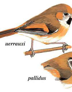 金色鸦雀 / Golden Parrotbill / Suthora verreauxi