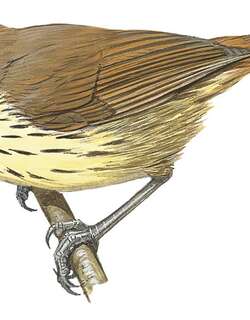 黑纹穗鹛 / Negros Striped Babbler / Zosterornis nigrorum