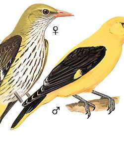 金黄鹂 / Eurasian Golden Oriole / Oriolus oriolus
