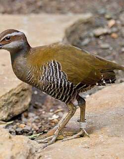 关岛秧鸡 / Guam Rail / Hypotaenidia owstoni