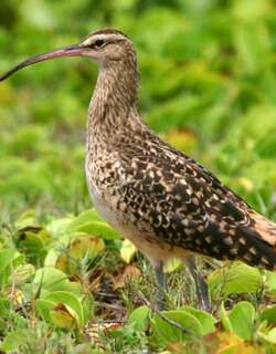 太平洋杓鹬 / Bristle-thighed Curlew / Numenius tahitiensis