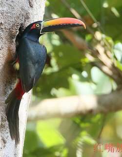红嘴簇舌巨嘴鸟 / Fiery-billed Aracari / Pteroglossus frantzii