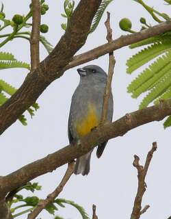 牙买加歌雀 / Jamaican Euphonia / Euphonia jamaica