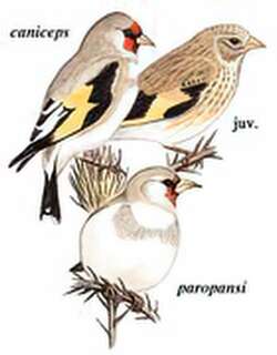 红额金翅[雀] / European Goldfinch