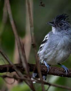玻利维亚蚁鵙 / Bolivian Slaty Antshrike / Thamnophilus sticturus