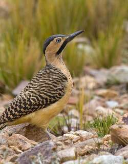 安第斯扑翅䴕 / Andean Flicker / Colaptes rupicola