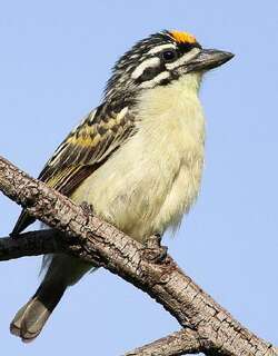黄额钟声拟䴕 / Yellow-fronted Tinkerbird / Pogoniulus chrysoconus