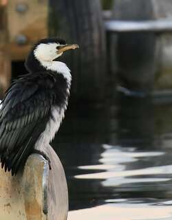 小斑鸬鹚 / Little Pied Cormorant / Microcarbo melanoleucos