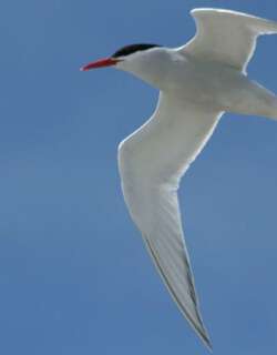 南美燕鸥 / South American Tern / Sterna hirundinacea