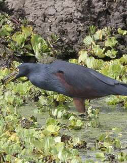 棕腹池鹭 / Rufous-bellied Heron / Ardeola rufiventris