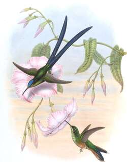 剪尾蜂鸟 / Scissor-tailed Hummingbird / Hylonympha macrocerca