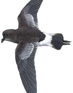 品雅洋海燕 / Pincoya Storm Petrel / Oceanites pincoyae