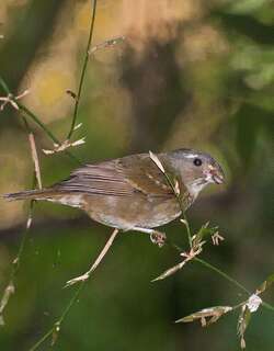 黄额食籽雀 / Buffy-fronted Seedeater / Sporophila frontalis