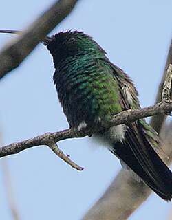 绿喉芒果蜂鸟 / Green-throated Mango / Anthracothorax viridigula