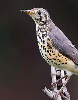 非洲地鸫 / Groundscraper Thrush / Turdus litsitsirupa