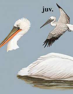 卷羽鹈鹕 / Dalmatian Pelican / Pelecanus crispus