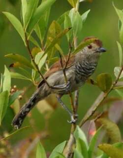 棕顶蚁鵙 / Rufous-capped Antshrike / Thamnophilus ruficapillus