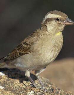 黄喉石雀 / Yellow-throated Bush Sparrow / Gymnoris superciliaris