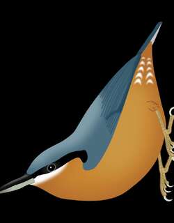 缅甸䴓 / Burmese Nuthatch / Sitta neglecta