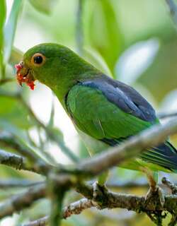 褐背鹦哥 / Brown-backed Parrotlet / Touit melanonotus