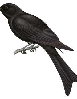 摩鹿加烏鵑 / Moluccan Drongo-Cuckoo / Surniculus musschenbroeki