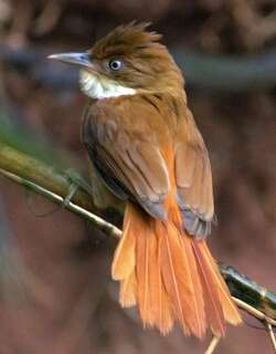 白眼拾叶雀 / White-eyed Foliage-gleaner / Automolus leucophthalmus
