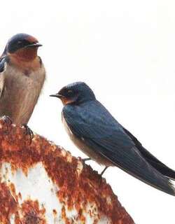 安哥拉燕 / Angolan Swallow / Hirundo angolensis