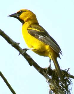 橙头拟鹂 / Altamira Oriole / Icterus gularis
