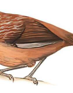 棕草鹛 / Tibetan Babax / Pterorhinus koslowi