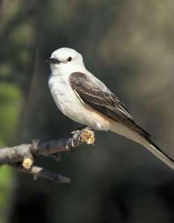 剪尾王霸鹟 / Scissor-tailed Flycatcher / Tyrannus forficatus