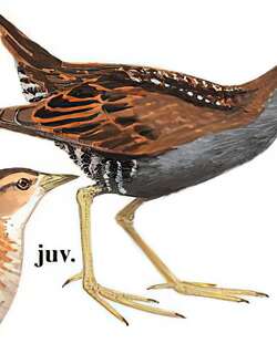 姬田鸡 / Little Crake / Zapornia parva