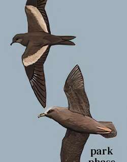 日本叉尾海燕 / Matsudaira’s Storm Petrel / Oceanodroma matsudairae
