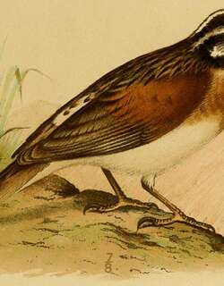 索岛鹀 / Socotra Bunting / Emberiza socotrana