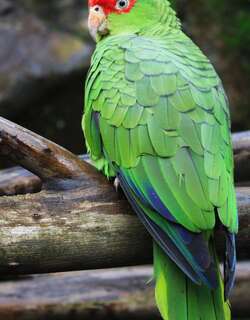 红眶鹦哥 / Red-spectacled Amazon / Amazona pretrei
