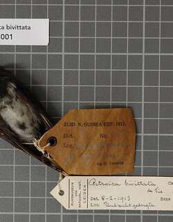 林鸲鹟 / Mountain Robin / Petroica bivittata